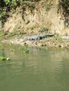 Chitwan Jungle Safari customer review photo 2