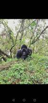 Photo d'avis client sur Safari express des gorilles en Ouganda 2