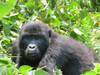 10 Days Uganda's Gorillas Encounter, Wildlife & Kigali City Tour ( Private tour) customer review photo 1