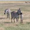 2 Days, 1 Nights Tarangire & Ngorongoro Group Mid Range Safari Tanzania customer review photo 3