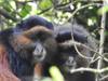 10 Days Uganda's Gorillas Encounter, Wildlife & Kigali City Tour ( Private tour) customer review photo 5