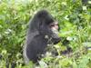 10 Days Uganda's Gorillas Encounter, Wildlife & Kigali City Tour ( Private tour) customer review photo 4