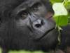 10 Days Uganda's Gorillas Encounter, Wildlife & Kigali City Tour ( Private tour) customer review photo 2
