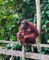 Borneo – East Sabah Adventure customer review photo 1
