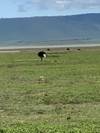 Full Day Tour  to Tarangire National Park customer review photo 1