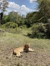 3 Days Safari in Serengeti and Ngorongoro customer review photo 1
