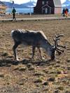 Photo d'avis client sur Svalbard - Dernière étape avant le pôle Nord 2026 6