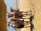 10-Day Ancient Egypt Tour with Nile Cruise customer review photo 4