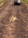 Photo d'avis client sur Manyara, Serengeti, Ngorongo, Tarangire 2