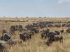 10 Days   Kenya Lodge Safari - Wildebeest Migration Safari 2025 customer review photo 2