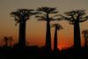 Photo d'avis client sur Découvrez l'unique à Madagascar - Lémuriens, Baobabs, Tsingy 2