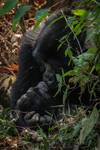 Discover Uganda Gorillas, Chimps + Big 5 & Big Cats (Exclusively Private) customer review photo 2