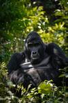 Discover Uganda Gorillas, Chimps + Big 5 & Big Cats (Exclusively Private) customer review photo 5