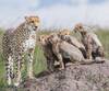 Photo d'avis client sur Safaris de 7 jours dans le parc national du Serengeti 2