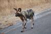 3 Days Best Ever Kruger National Park Safari from Cape Town customer review photo 1