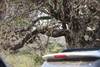 3 Days Best Ever Kruger National Park Safari from Cape Town customer review photo 2