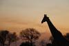 3 Days Best Ever Kruger National Park Safari from Cape Town customer review photo 3