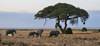 5 Days Kenya medium range safari for Amboseli and Tsavo Parks from Nairobi to Mombasa customer review photo 1