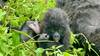 Discover Rwanda Gorillas, Chimps, Dian Fossey Tour (Exclusively Private) customer review photo 2
