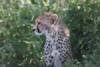 Tanzania Wildlife Experience Safari customer review photo 3