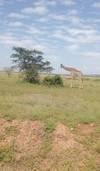 Photo d'avis client sur Safari 4 jours au Masai Mara et au lac Nakuru (Midrange) 1