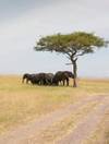 Photo d'avis client sur Safari côtier à Amboseli, Tsavo Est et Tsavo Ouest - 5 jours 2