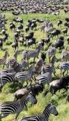 5 Day Wildlife Galore Tanzania Safari customer review photo 3