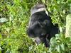 Discover Uganda Gorillas, Chimps + Big 5 & Big Cats (Exclusively Private) customer review photo 6