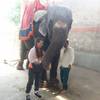 Photo d'avis client sur 3 nuits / 4 jours Circuit Eléphants Jaipur 4
