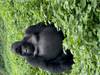 Discover Uganda Gorillas, Chimps + Big 5 & Big Cats (Exclusively Private) customer review photo 1