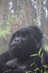 11 Day Chimpanzee Trekking, Gorilla Tracking & Wildlife Safari customer review photo 4