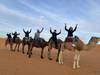 Photo d'avis client sur Découverte des villes impériales et du désert du Sahara - 8 jours 2