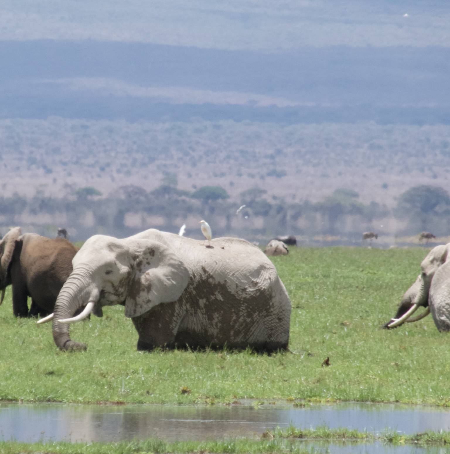 Lake Nakuru to Amboseli National Park — Lake Nakuru National Park