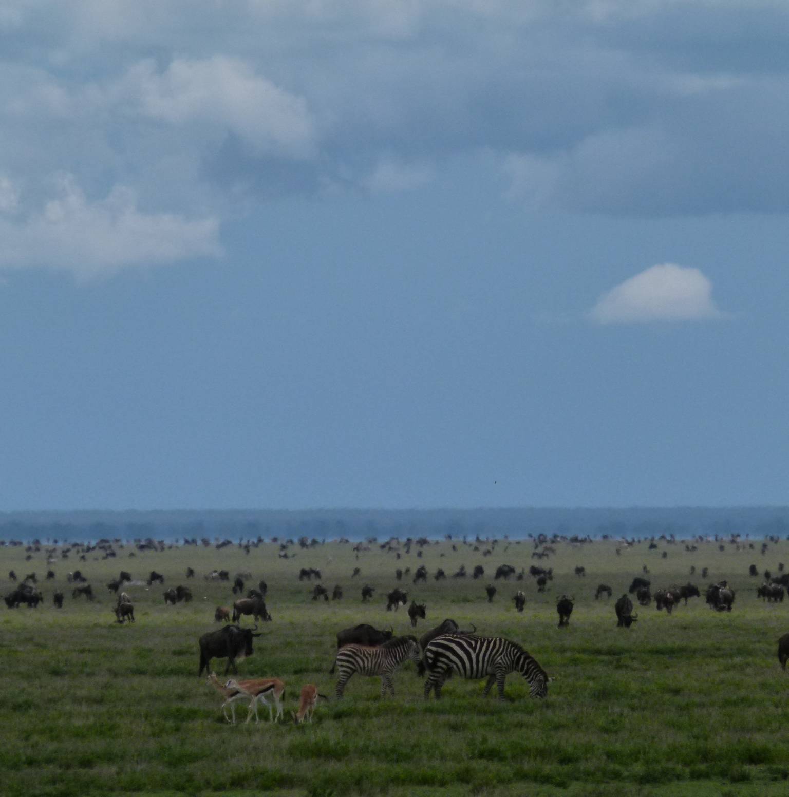 Tarangire to Serengeti National Park — Tarangire National Park