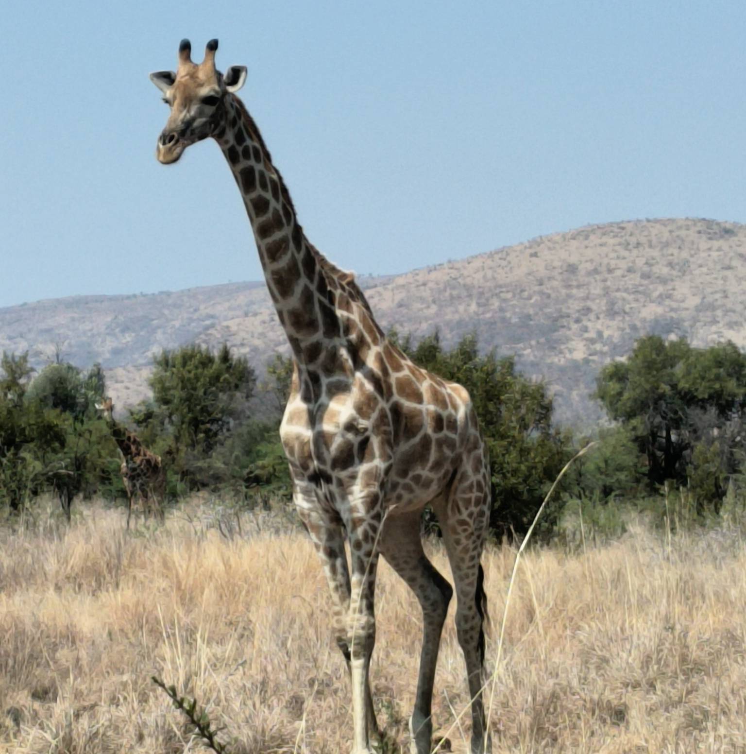 Pilanesberg Game Reserve Big 5 game drive — Pilanesberg National Park