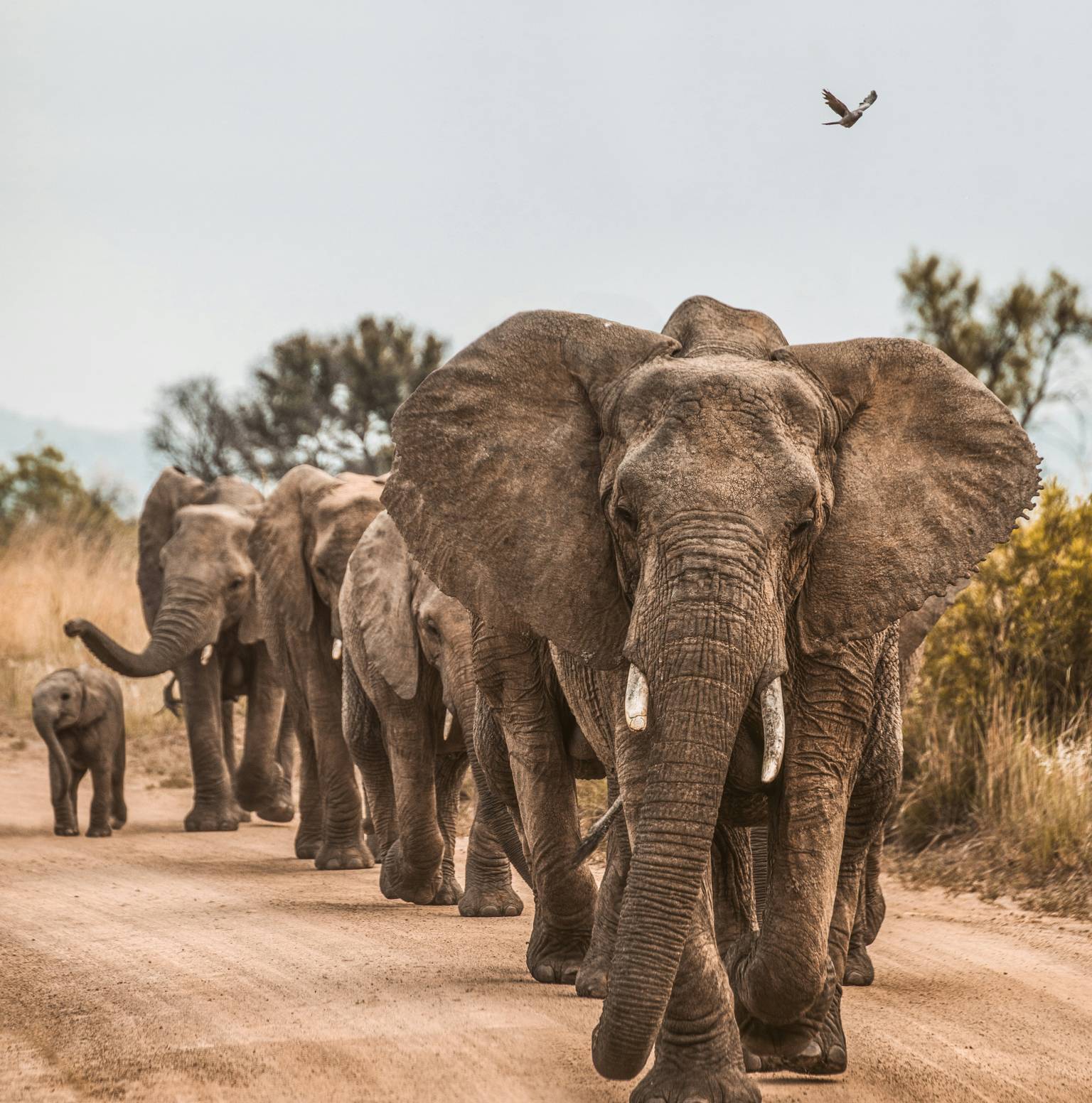 Arusha to Tarangire National park — Arusha