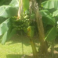 Photo de voyageur Volcans, nature et Caraïbes #2