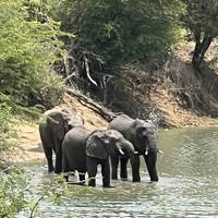 Photo de voyageur 11 jours - Le Cap, la Route des Jardins et le Kruger #1
