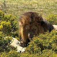 Photo de voyageur 11 jours - Le Cap, la Route des Jardins et le Kruger #1