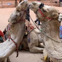 Jordan and Egypt 14 days traveler photo #2
