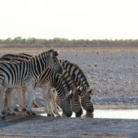 Sossusvlei, Swakopmund & Etosha (Camping) - 7 Days traveler photo #3