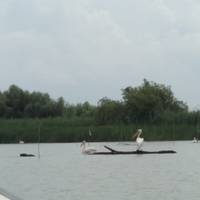 Photo de voyageur Observation des oiseaux en Roumanie - une expérience dans le delta du Danube #1