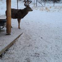 Photo de voyageur Observation des aurores au meilleur rapport qualité- prix | Faune et sources chaudes #1