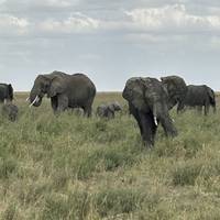 Nairobi to Zanzibar: Serengeti & Sunsets traveler photo #1