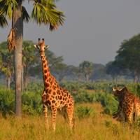 Photo de voyageur Aventure Safari intensif à travers l