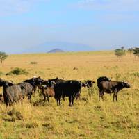 Photo de voyageur Aventure Safari intensif à travers l