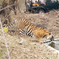 Ranthambore Wildlife Safari mit Goldenem Dreieck 7 Tage Reise-Foto #3