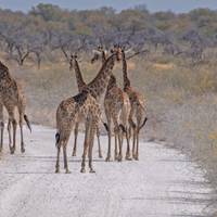 Nairobi To Cape Town (56 Days) Coast To Coast traveler photo #2