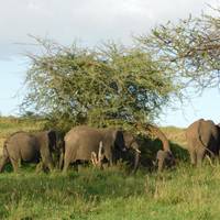 4 Days, 3 Nights Tanzania Budget Camping Safari To Serengeti And Ngorongoro traveler photo #1