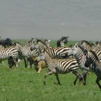 4 Days, 3 Nights Tanzania Budget Camping Safari To Serengeti And Ngorongoro traveler photo #3